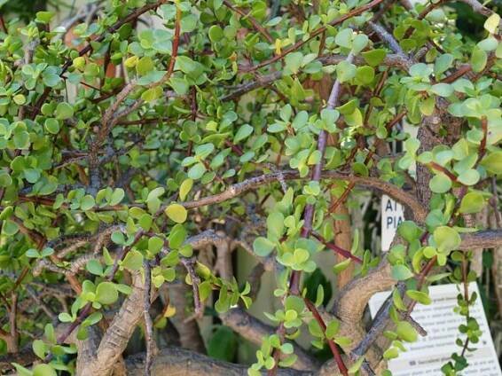 Portulakarie v botanické zahradě (Zdroj: Shutterstock)