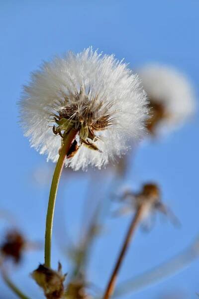 Pampeliška, Květ, Asteraceae, Nažka