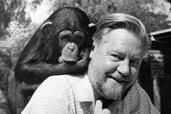 18. Gerald Durrell With Female Chimpanzee Brought Back From Sierra Leone In 1965