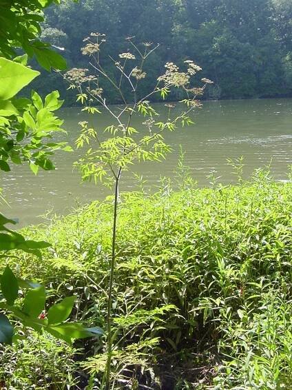 Cicuta maculata - spotted water hemlock