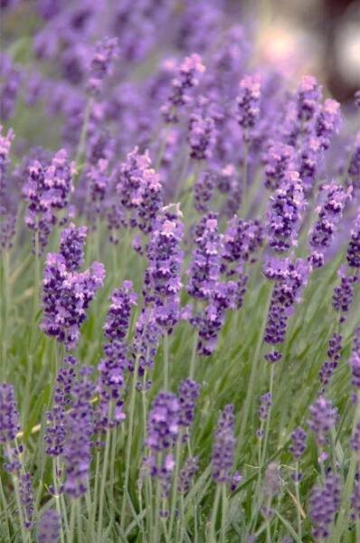 Levandule lékařská (Lavandula angustifolia)