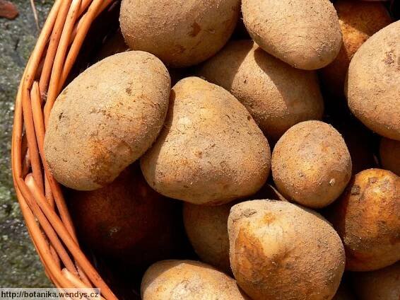 Herbář Wendys - Solanum tuberosum - lilek brambor