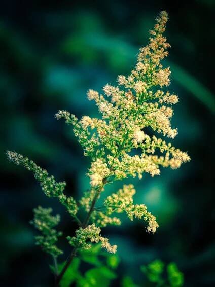 Květ, Botanika, Astilbe, Prachtspiere