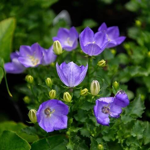 Campanula carpatica 'Rapido Blue' (Bellflower)