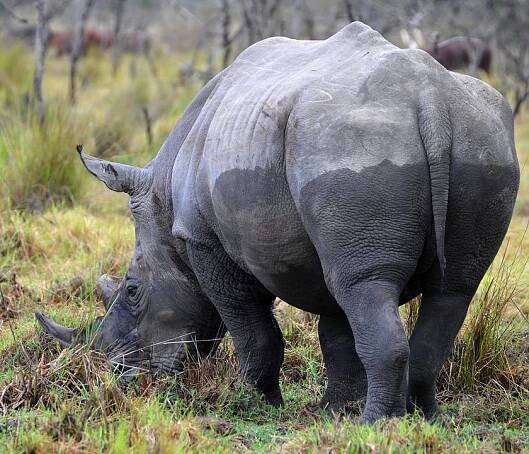 nosorožec tuponosý / ceratotherium simum