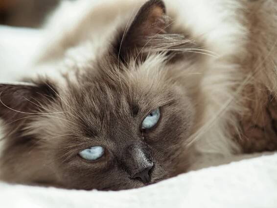 Základová fotografie na téma dívání, dlouhá srst, domácí mazlíček, domácí zvíře, felis catus, fotografování zvířat, hypnotický