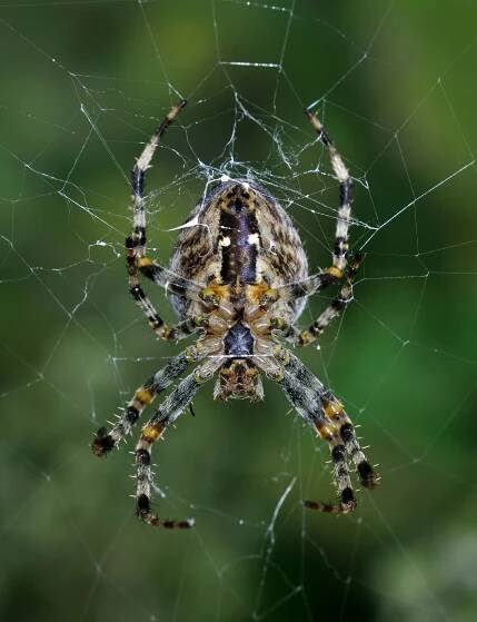 Datei:Araneus diadematus qtl1.jpg