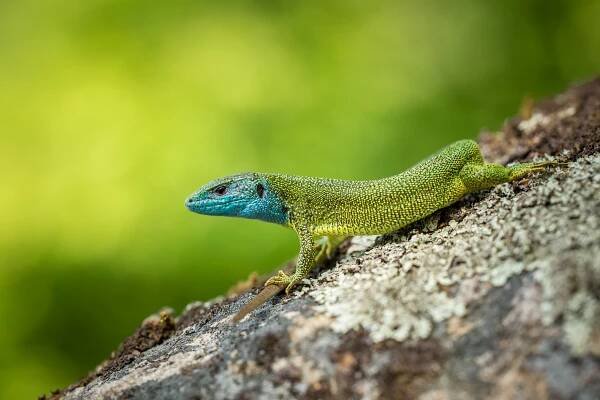 Ještěrka zelená (Lacerta viridis)