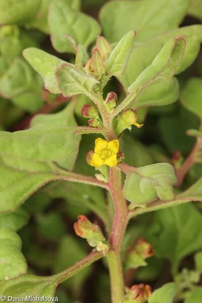 Tetragonia tetragonoides – čtyřboč rozložitá