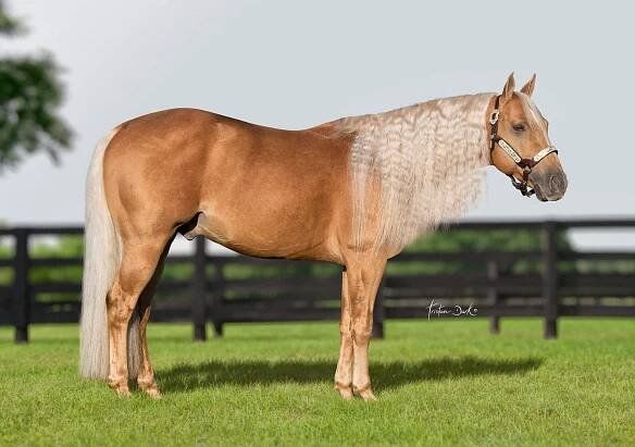 Okie Dun Badger - KN Reining Resort