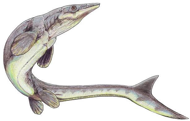 Soubor:Platecarpus1DB.jpg