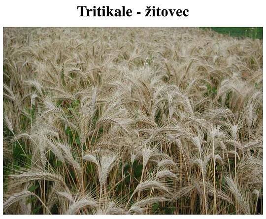 PPT - Obilniny využití a základy produkce PowerPoint Presentation, free download - ID:4197910