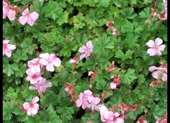 Geranium dalmaticum Foto: Archiv