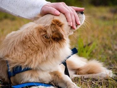 Proč se pes chová špatně, když je sám: odborníci uvedli 3 důvody