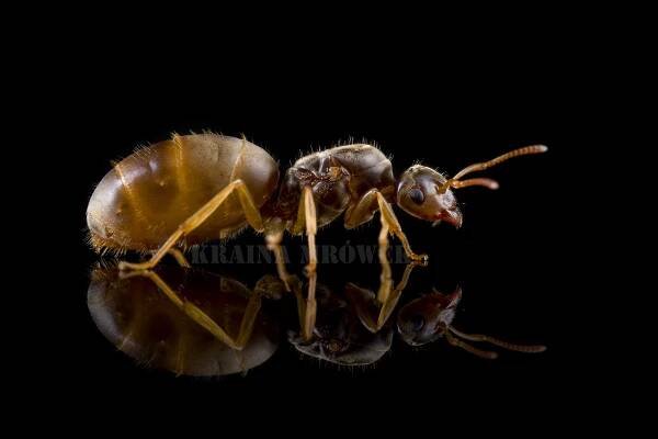 Lasius flavus black2.jpg