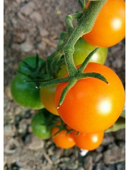 sun sugar
