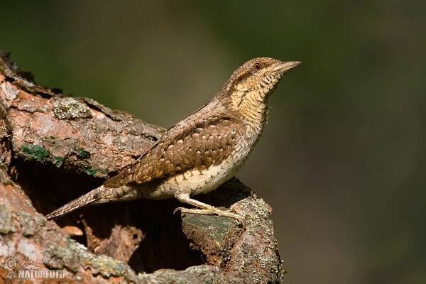Krutihlav obecný | Naturfoto.cz