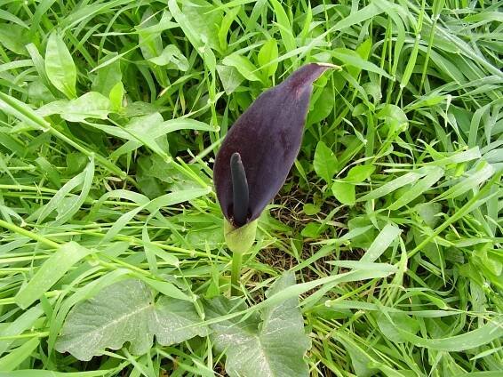 Arum palaestinum