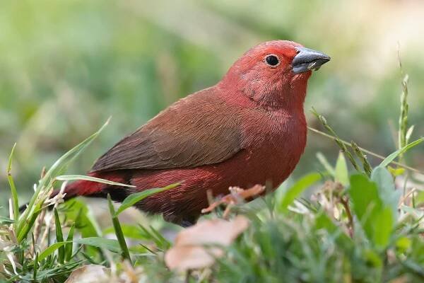 Jameson's Firefinch
