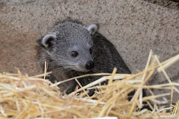 Binturong | Zoo Olomouc - Svatý Kopeček
