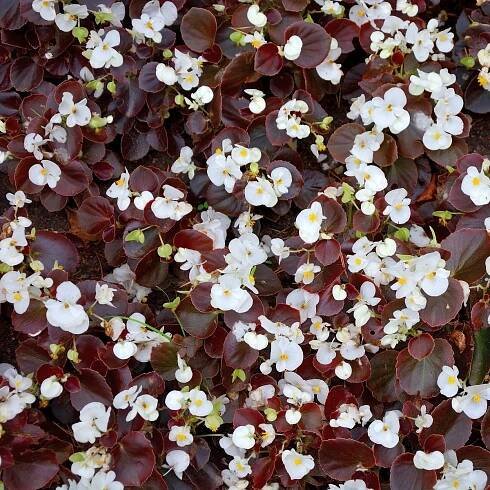Semena begónie – Begónie Marsala F1 White – Begonia semperflorens