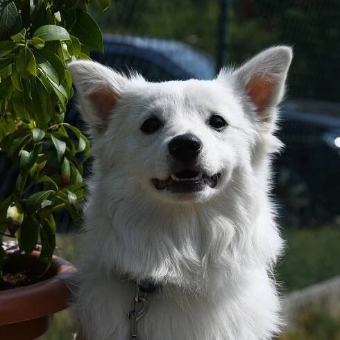 Bruno