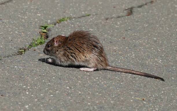 krysa hnědá, rattus norvegicus, známá také jako kanalizační krysa nebo krysa obecná, požírající zbytky na cestě v městském prostředí. - hantavirus - stock snímky, obrázky a fotky