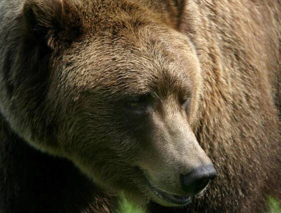 The original Bart the Bear