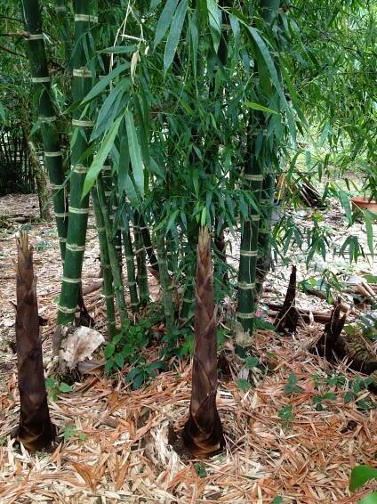 Adopt a Bamboo Reforestation Project