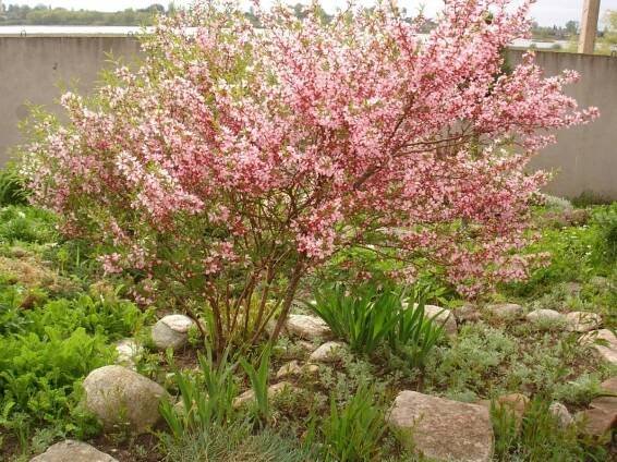 Jak se jmenuje keř, který vypadá jako sakura?