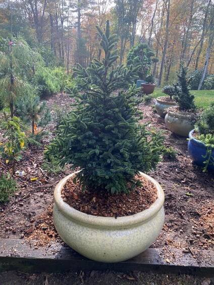 Shrī Ganēsh Conifer Abode - Ganesh Tree & Plant Health Care