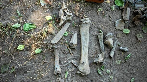 pozůstatky kostí starověkých lidí na území archeologických vykopávek - neandertálec - stock snímky, obrázky a fotky