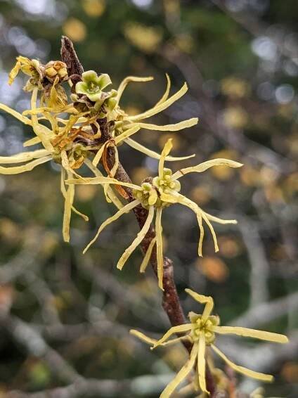 Close-up of American Witch-Hazel