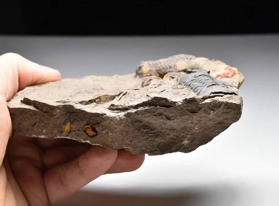 trilobit Asaphus sp. | minerals-fossils.cz