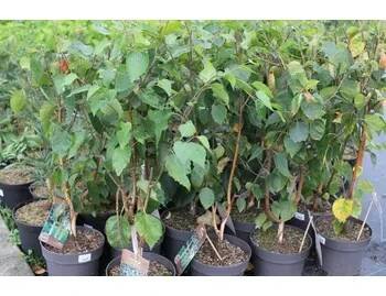 Bříza himalájská 'Doorenbos' - Betula utilis 'Doorenbos' Kontejner o objemu 35 litrů obvod kmene 8-10 cm