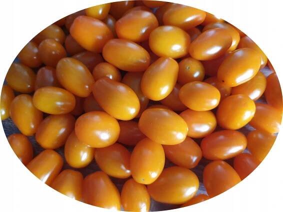 Rajče CHERRY ŽLUTÉ - MEGA PLENNÝ HIT DO KVĚTINÁČE