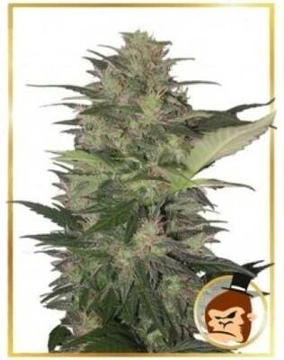 Mr. Hide Seeds AUTO Gorilla Cream semena neobsahují THC 1 ks od 160 Kč - Heureka.cz