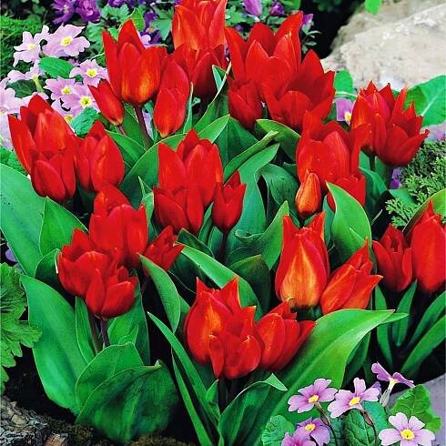 Tulipán Botanický Van Tubergen'S Variety 5 ks Tulipány Cibulky tulipánů