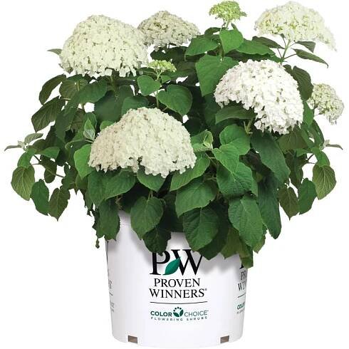 Ballhortensie "Strong Annabelle" Weiß Container ca. 4,6 l Hydrangea arborescens