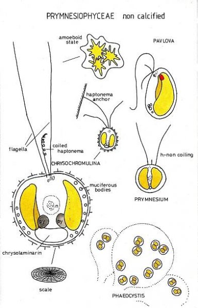 Haptophyta – Wikipedia