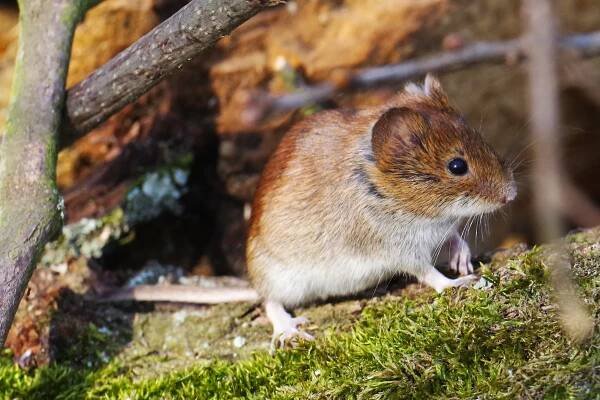 Švédští vědci objevili u norníků nový koronavirus