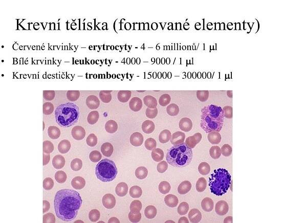 PPT - Krev - složení PowerPoint Presentation, free download - ID:3714866