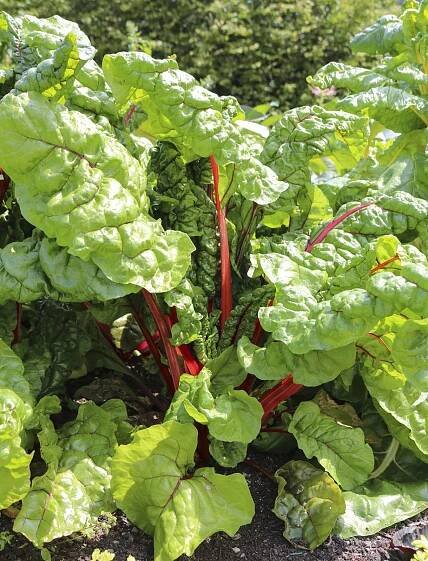 Chard