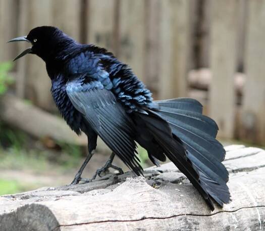 Mike's Bird Gallery