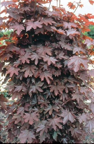 Acer platanoides 'Crimson Sentry'