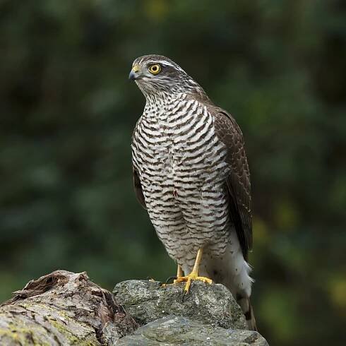 Krahujec obecný (Accipiter nisus) – schaef71 / Shutterstock
