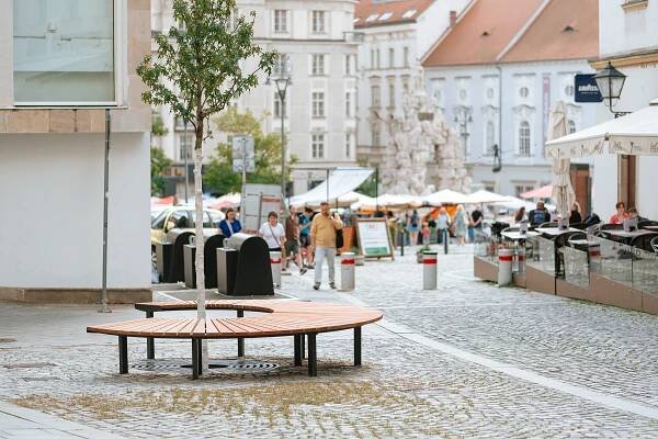 Ve Starobrněnské ulici roste odolná ambroň, vystřídala chřadnoucího předchůdce