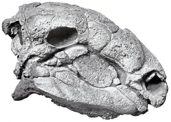 Panoplosaurus