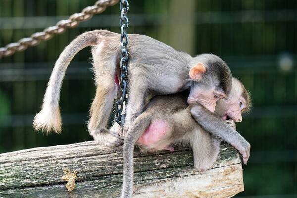 Jährliches Foto-Shooting - Tierpark Stadt Haag