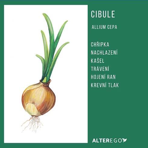 Cibule